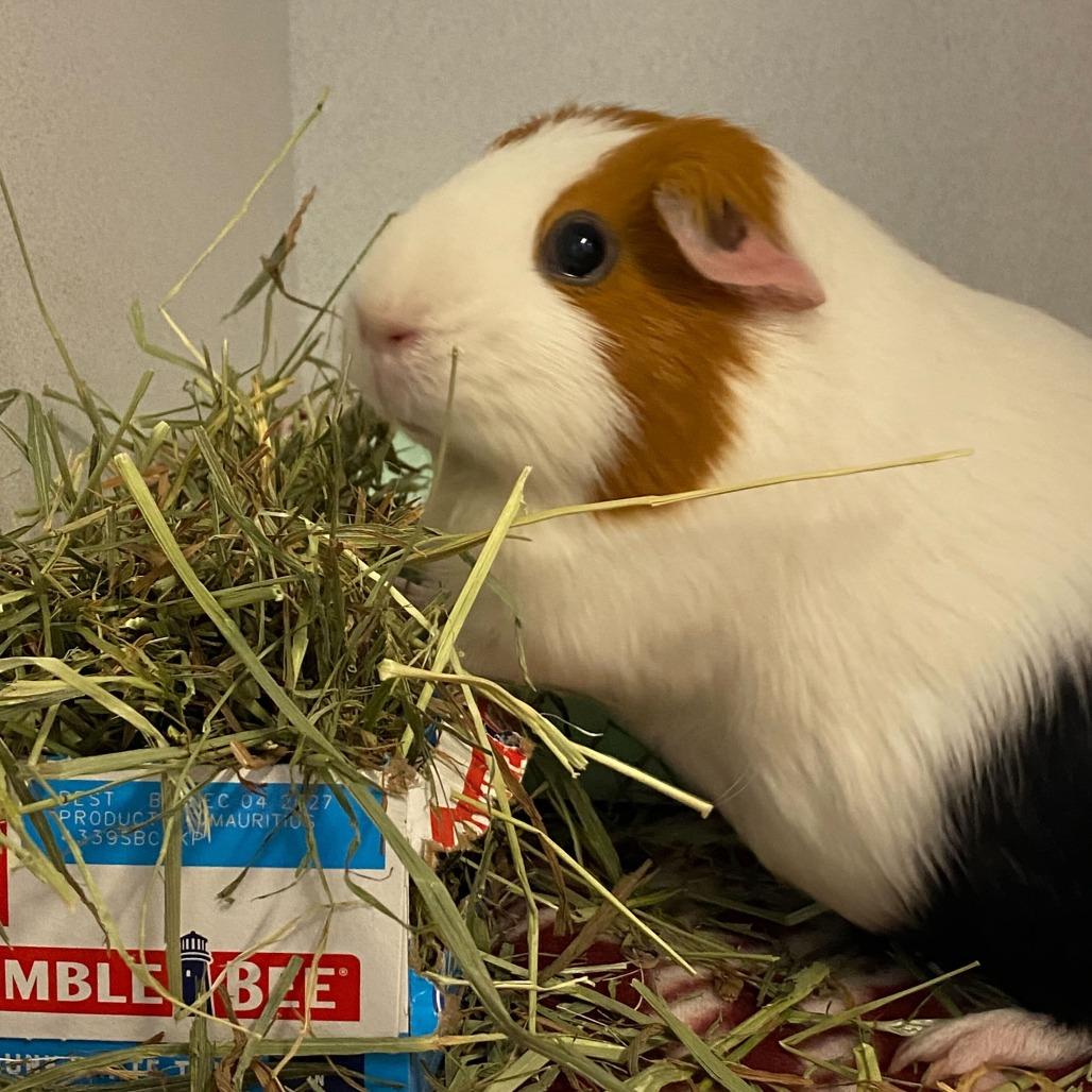 Enlarge Shuri, a Adoptable Guinea Pig in Dover, NH image 1/4