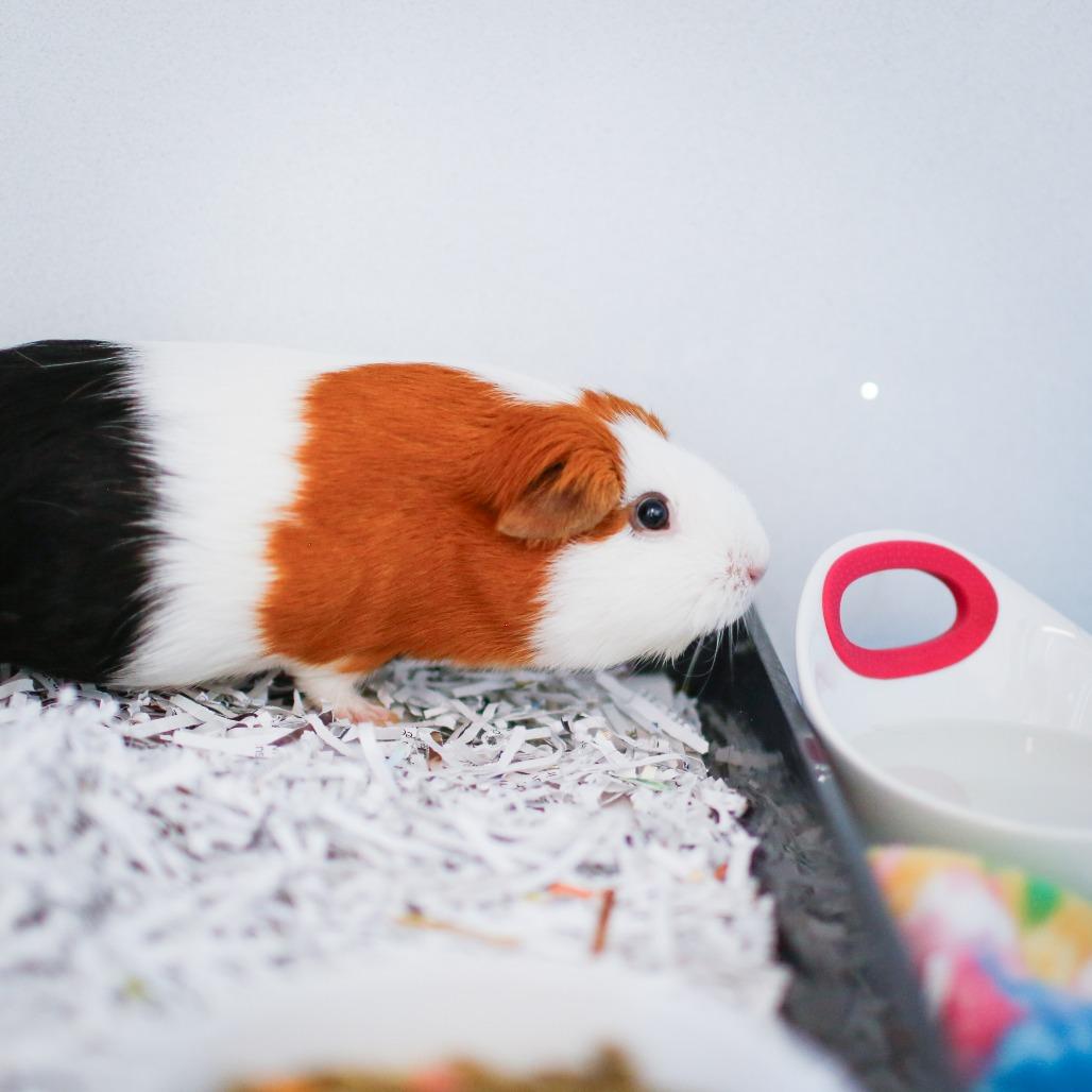 Shuri, a Adoptable Guinea Pig in Dover, NH image 1/2