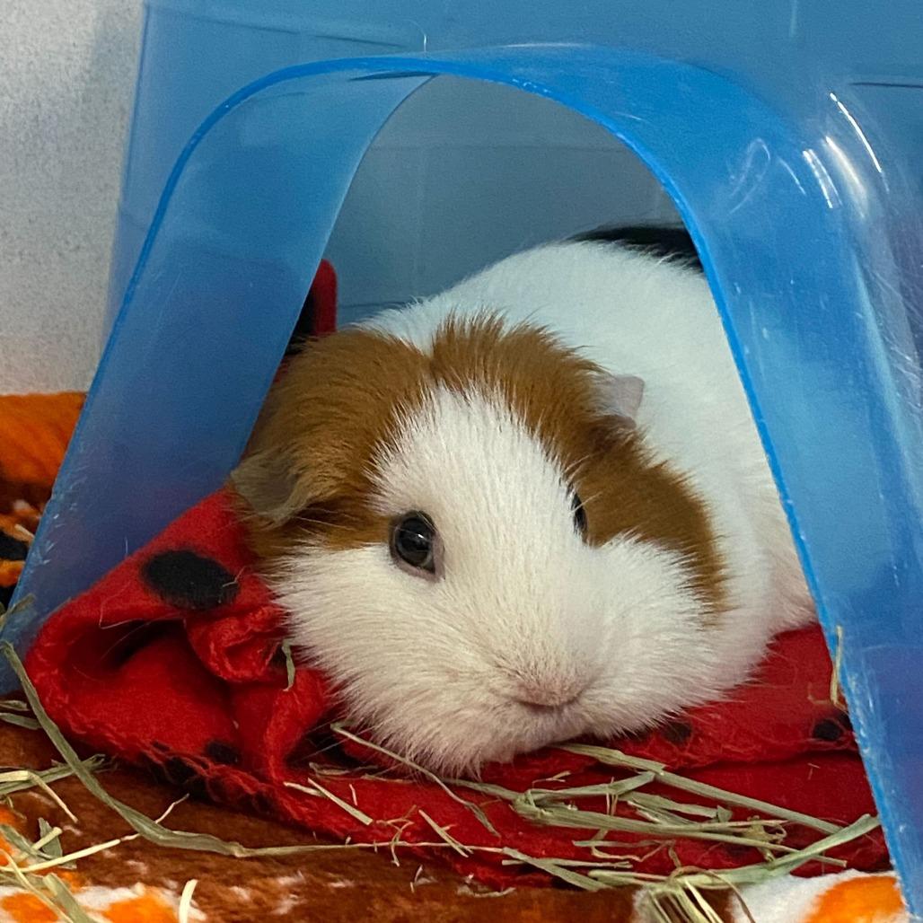 Enlarge Shuri, a Adoptable Guinea Pig in Dover, NH image 3/3
