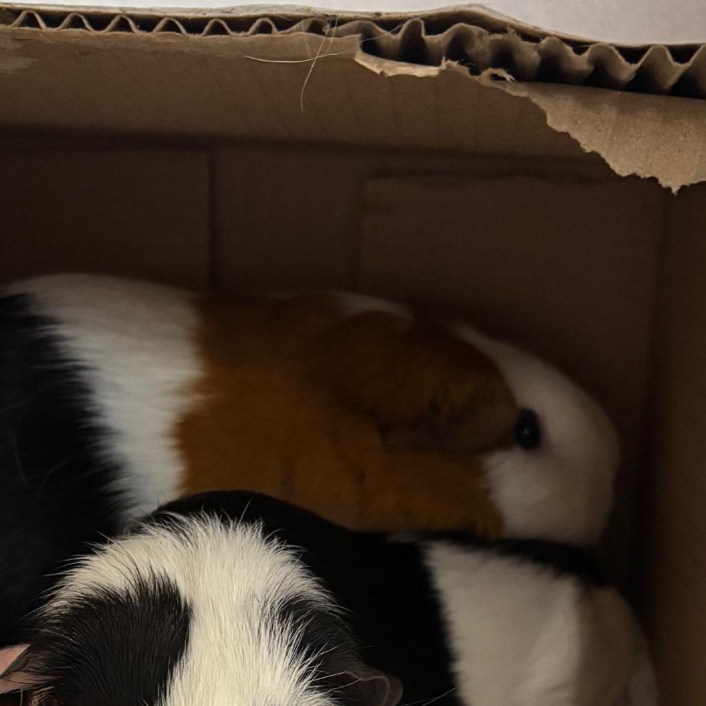 Shuri, a Adoptable Guinea Pig in Dover, NH image 2/2