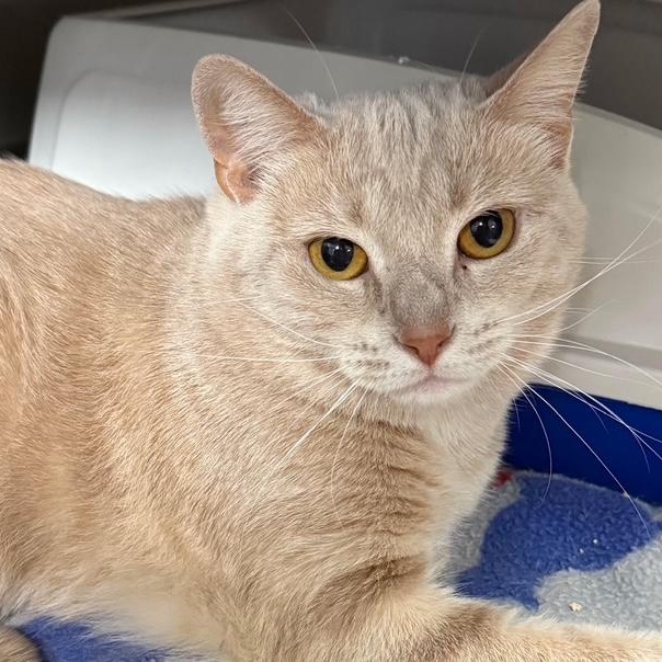 Enlarge Priscilla, a Adoptable Domestic Short Hair in Stanhope, NJ image 1/1