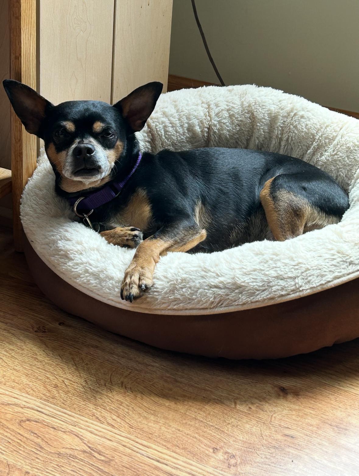 Enlarge Tucker, a Adoptable Chihuahua in Lincolnshire, IL image 2/4