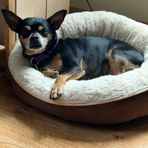Enlarge Tucker, a Adoptable Chihuahua in Lincolnshire, IL image 2/4