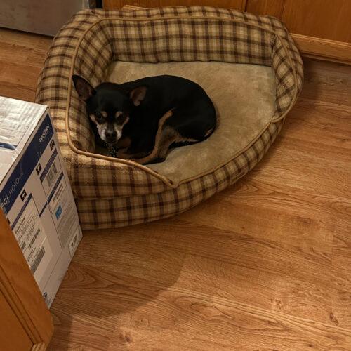 Enlarge Tucker, a Adoptable Chihuahua in Lincolnshire, IL image 3/4