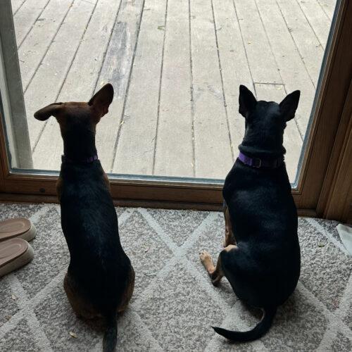 Enlarge Tucker, a Adoptable Chihuahua in Lincolnshire, IL image 4/4