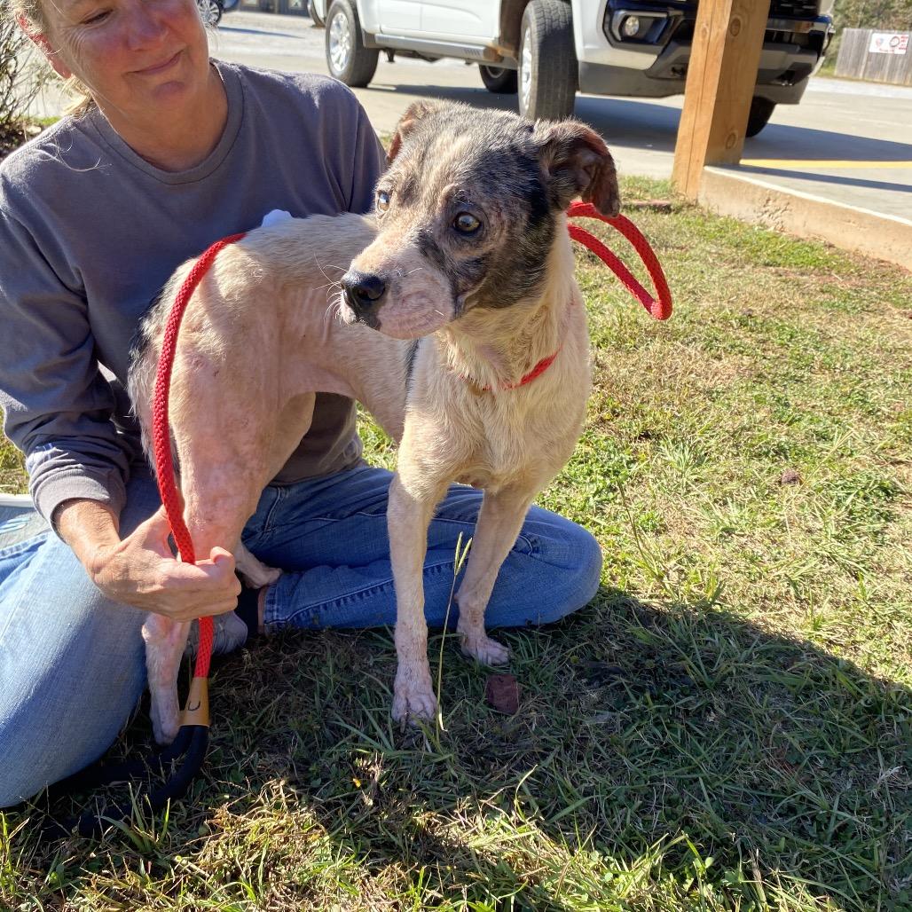 Precious, Adoptable, Adult Female English Bulldog.