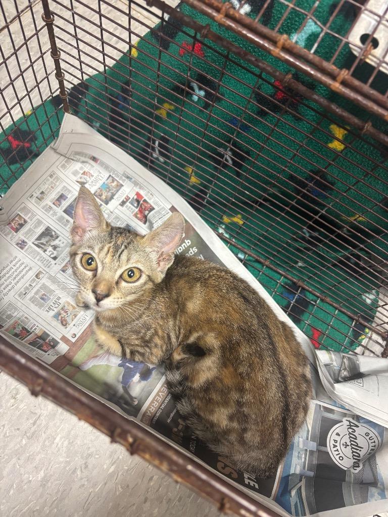 Enlarge Chimichurri, a Adopted Domestic Short Hair in Sorrento, LA image 1/1