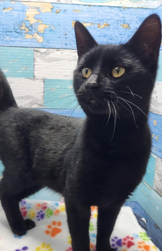 Panther, Adoptable, Adult Male Domestic Short Hair.