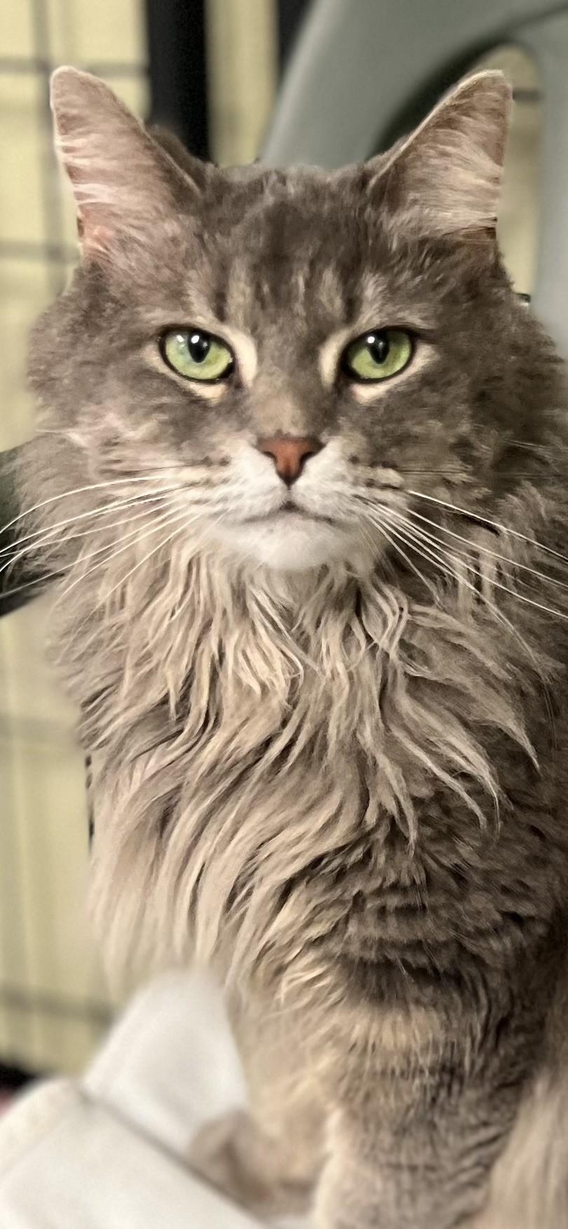 Zelda, Adult Female unknown