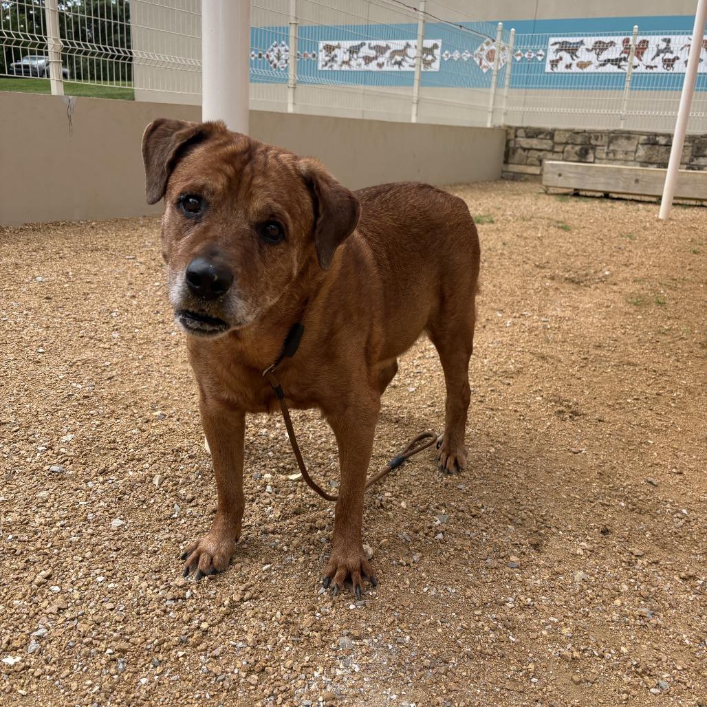 Matt, Adoptable, Senior Male Mixed Breed.