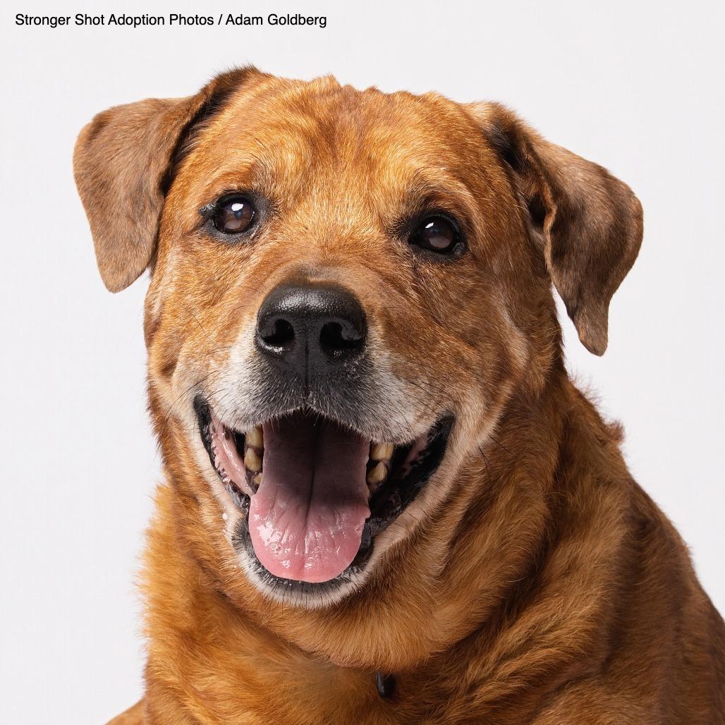 Matt, a Adoptable Mixed Breed in Bentonville, AR image 2/3