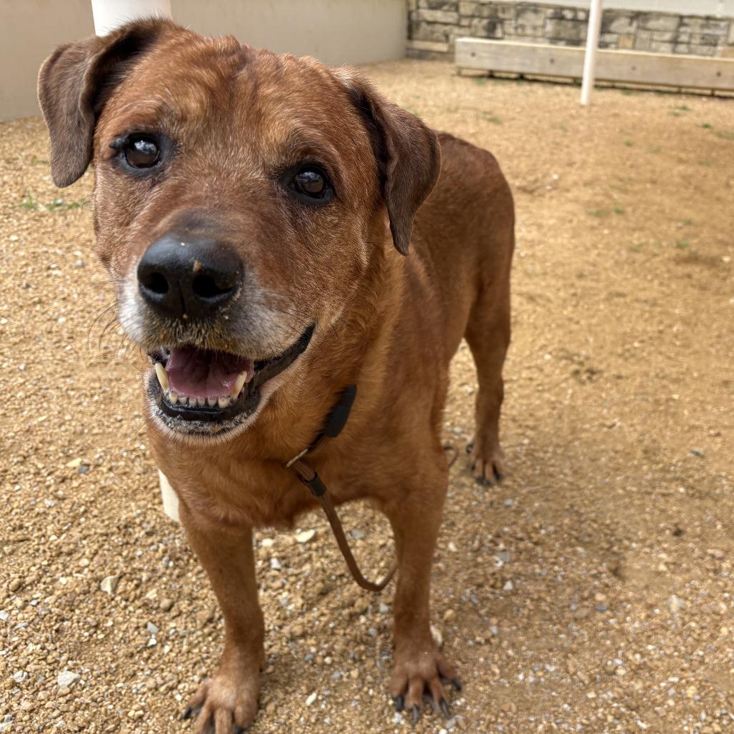 Matt, a Adoptable Mixed Breed in Bentonville, AR image 3/3