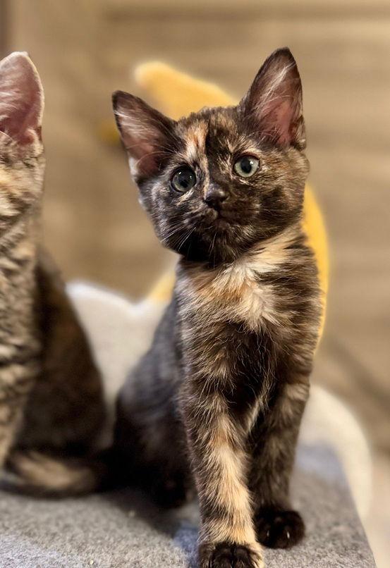 Enlarge Amaryllis, a Adoptable Domestic Short Hair in Nashville, TN image 1/3