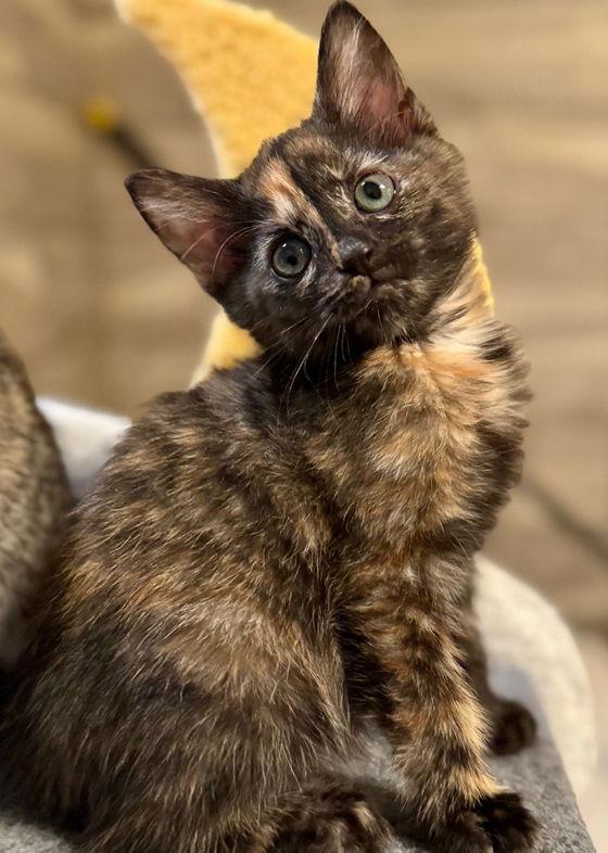 Enlarge Amaryllis, a Adoptable Domestic Short Hair in Nashville, TN image 2/3