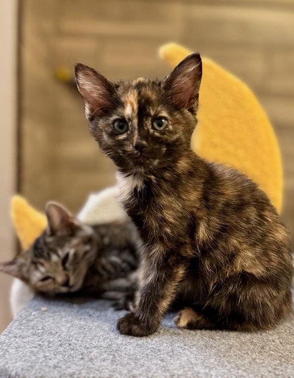 Enlarge Amaryllis, a Adoptable Domestic Short Hair in Nashville, TN image 3/3