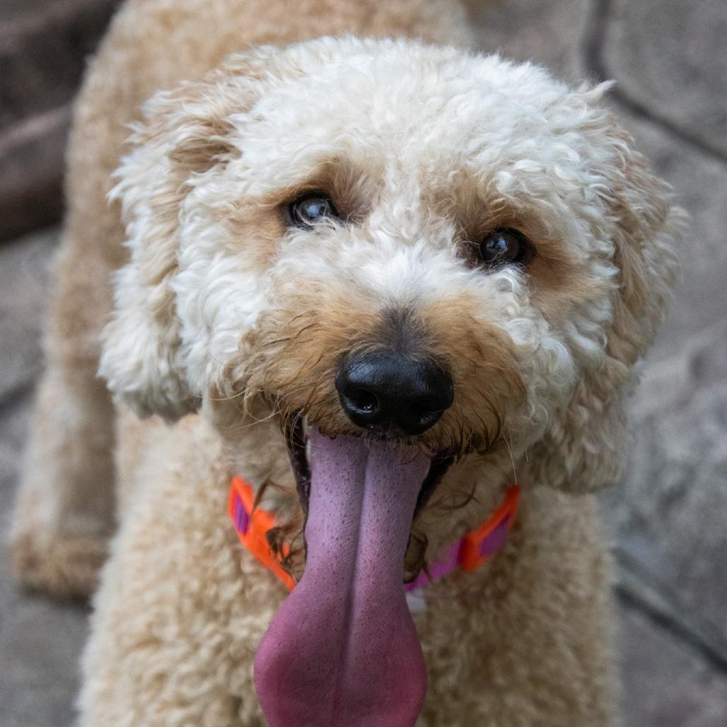 Dolly Parton, Adoptable, Young Female Miniature Poodle & Golden Retriever.