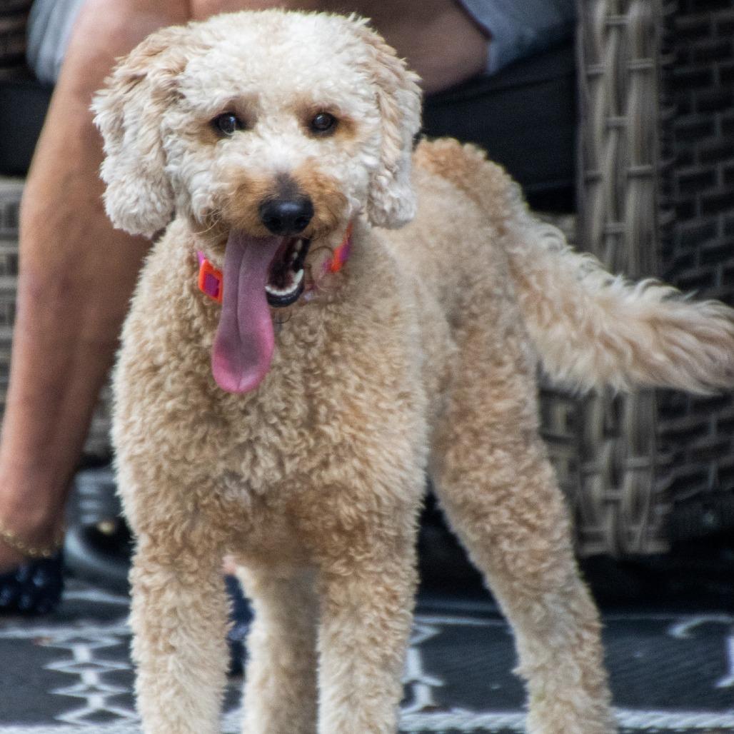 Dolly Parton, a Adoptable mixed breed in TITUSVILLE, FL image 2/3