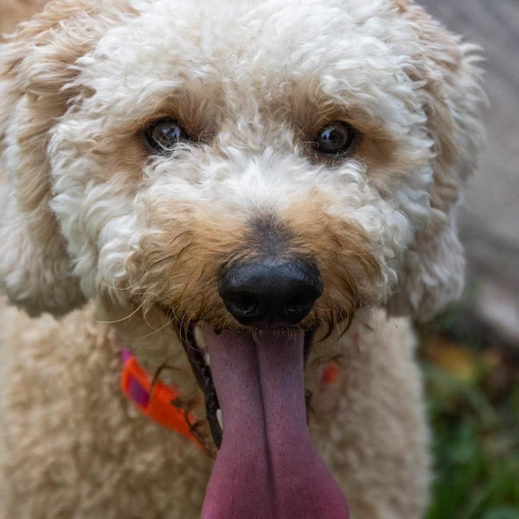 Dolly Parton, a Adoptable mixed breed in TITUSVILLE, FL image 3/3