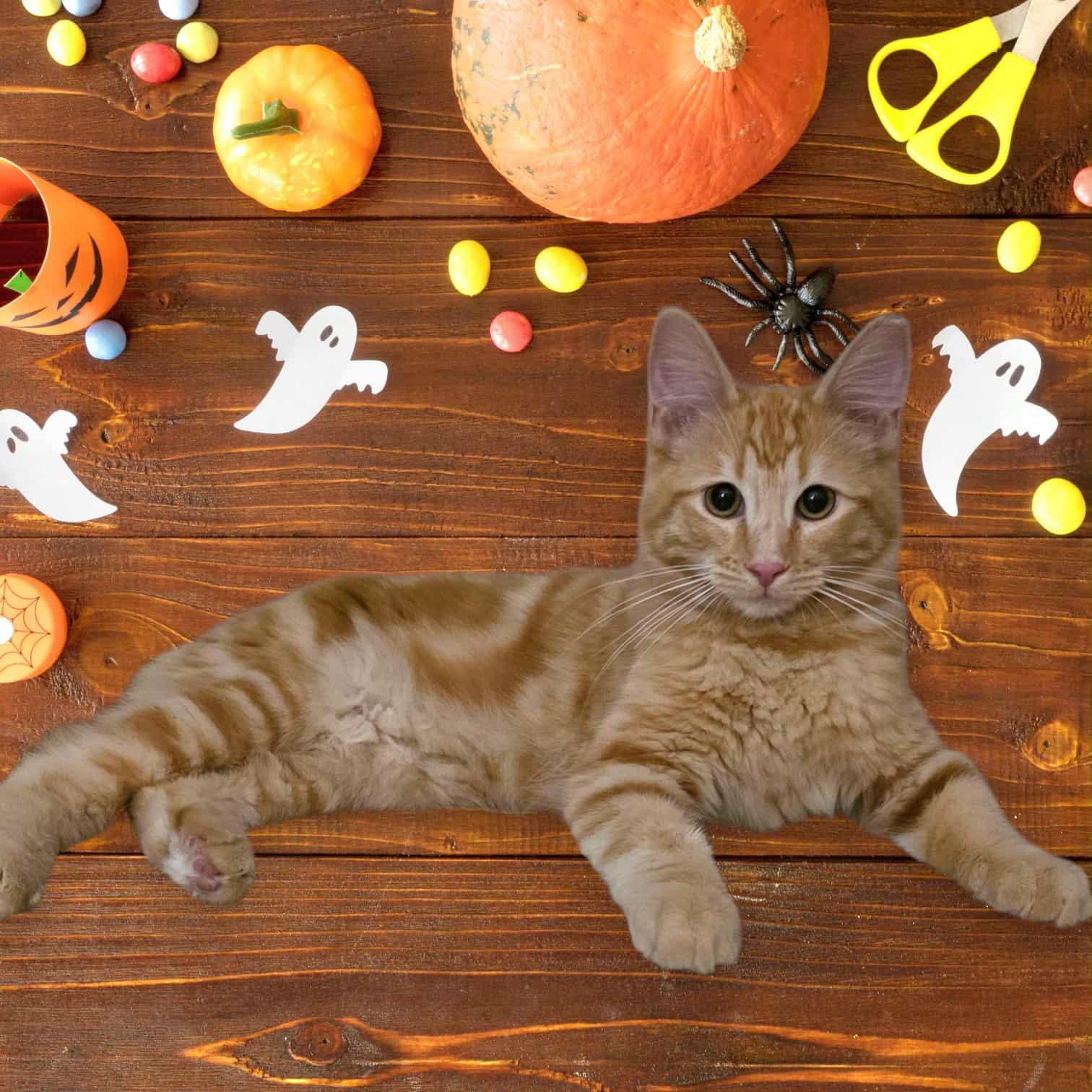 Shazam, Adopted, Kitten Male Domestic Medium Hair & Maine Coon.