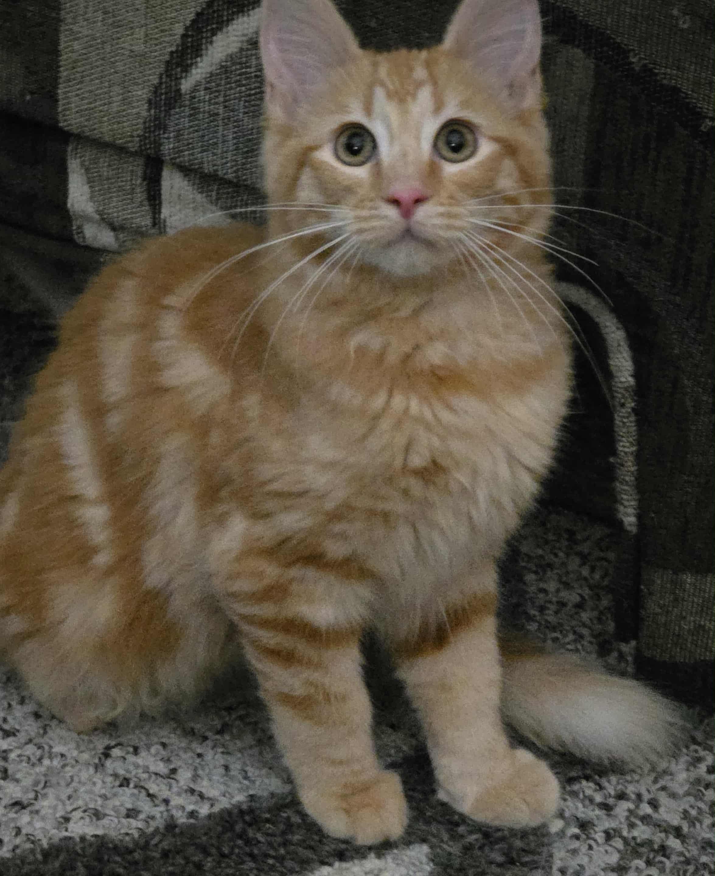 Enlarge Shazam, a Adopted mixed breed in Brentwood, CA image 3/4