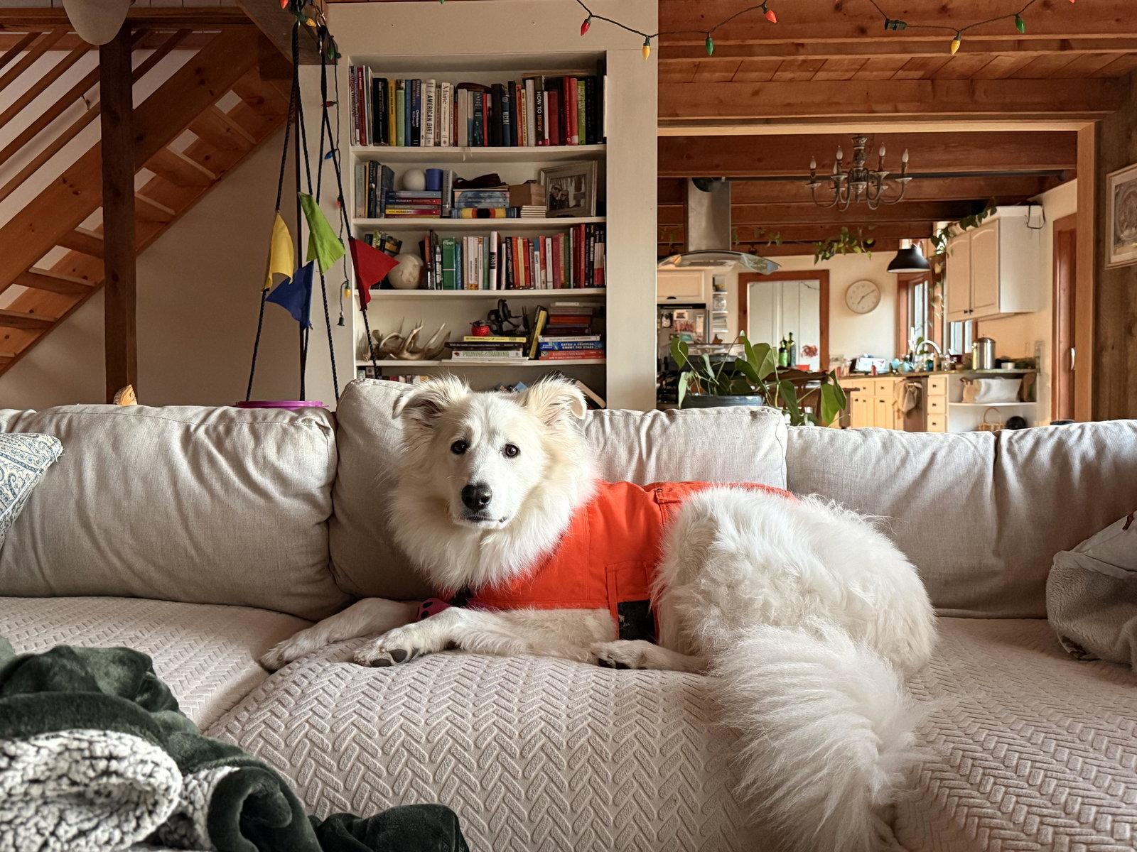 INDY - in Maine, Adopted, Adult Female Great Pyrenees & Collie.