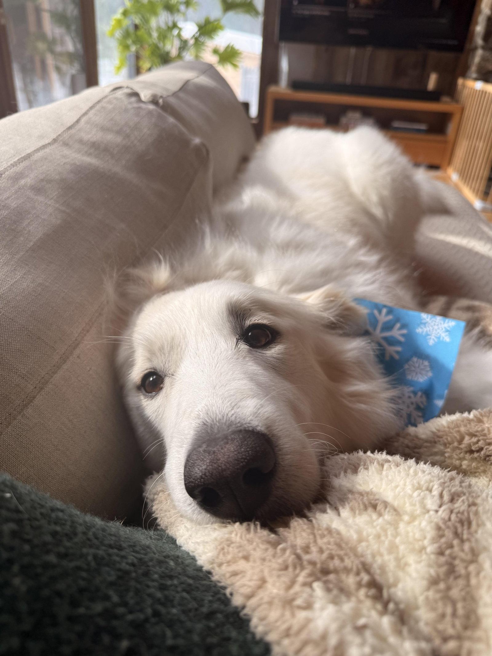 Enlarge INDY - in Maine, a Adopted mixed breed in Croydon, NH image 2/3