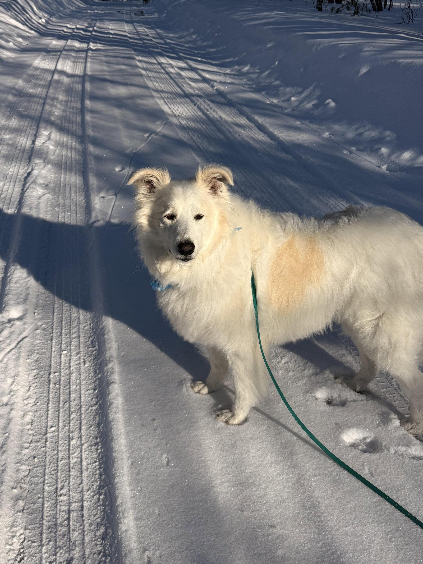 Enlarge INDY - in Maine, a Adopted mixed breed in Croydon, NH image 3/3