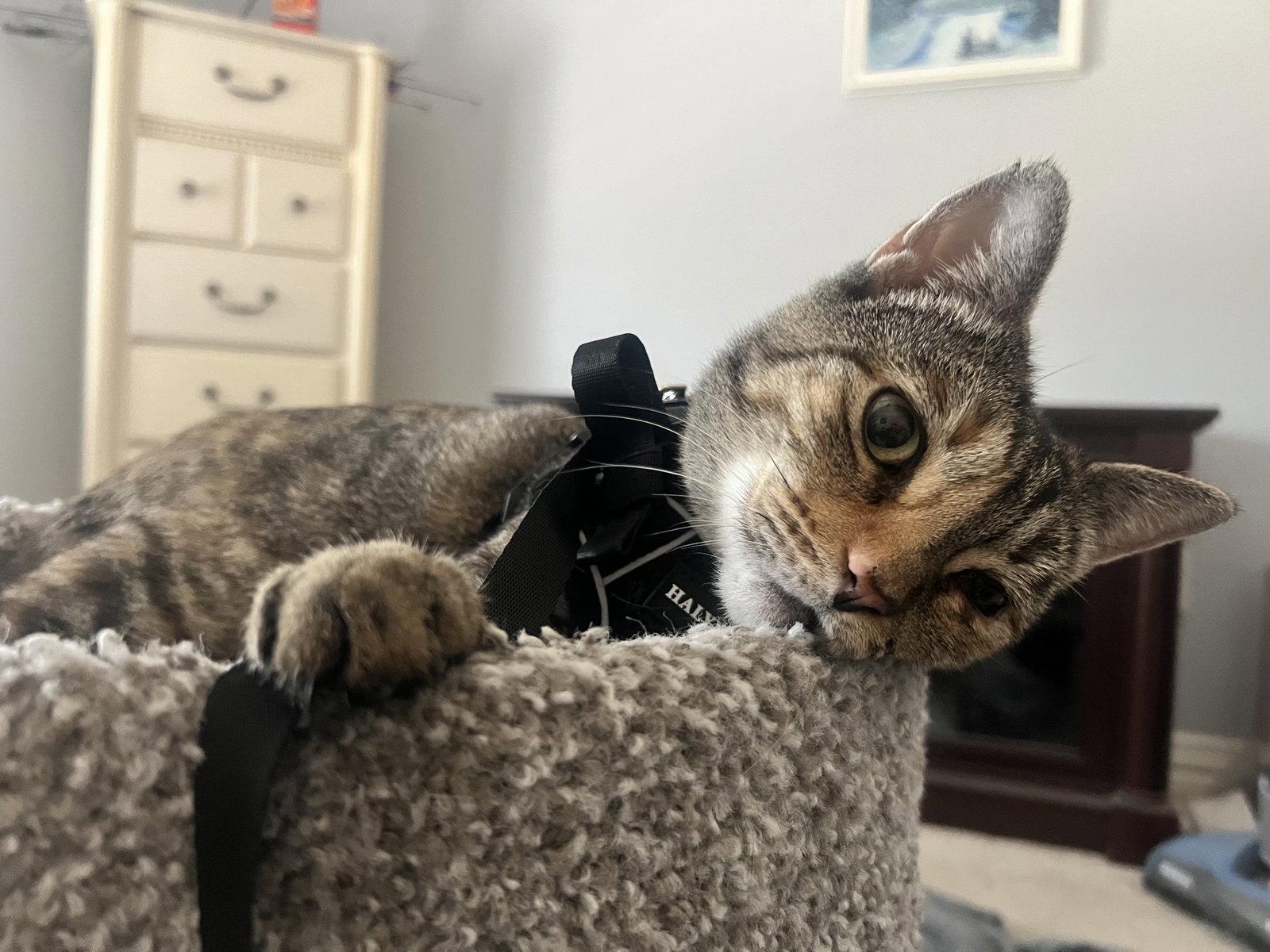 Athena, Adoptable, Adult Female Domestic Short Hair.