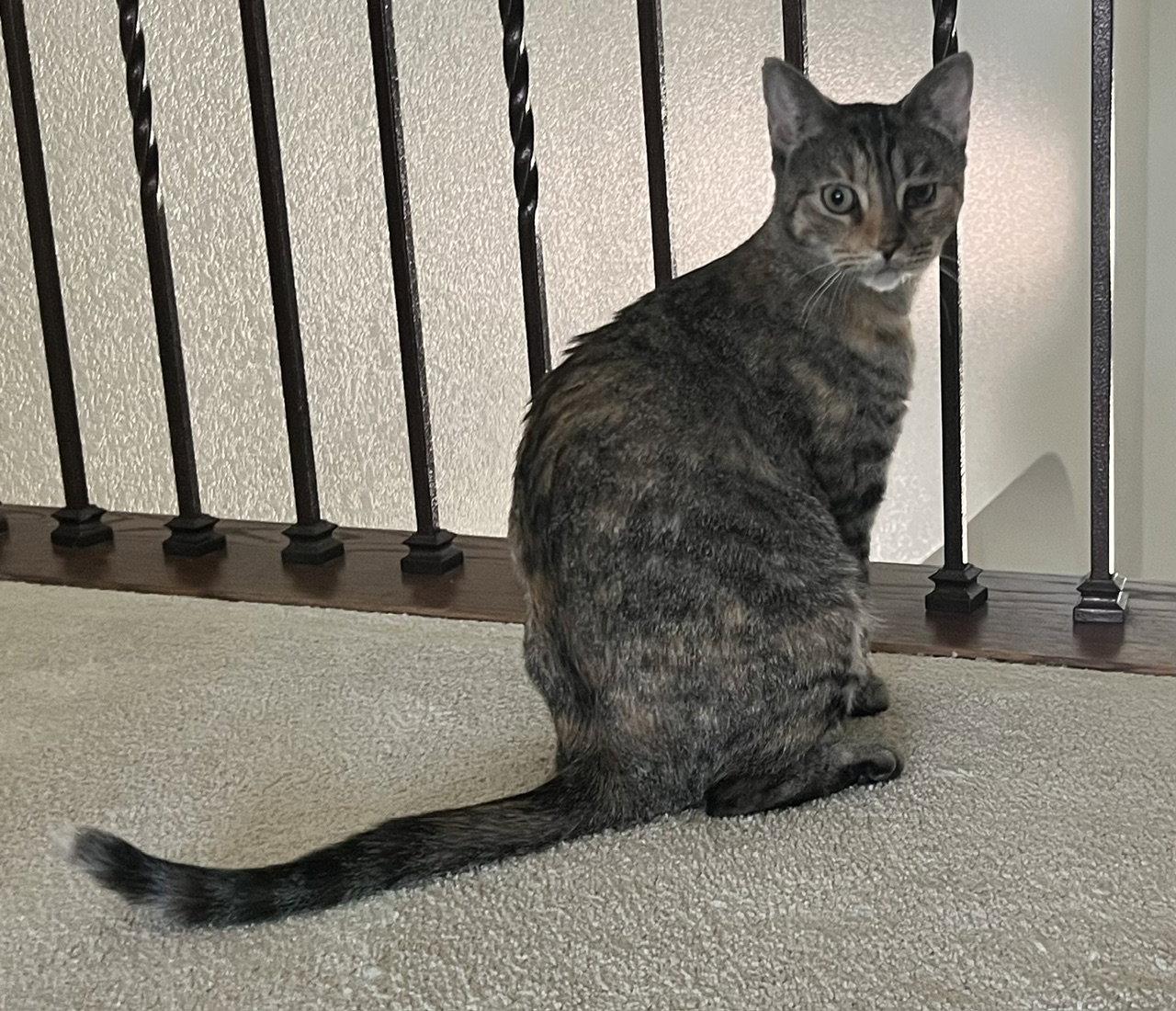 Enlarge Athena, a Adoptable Domestic Short Hair in Frisco, TX image 2/3