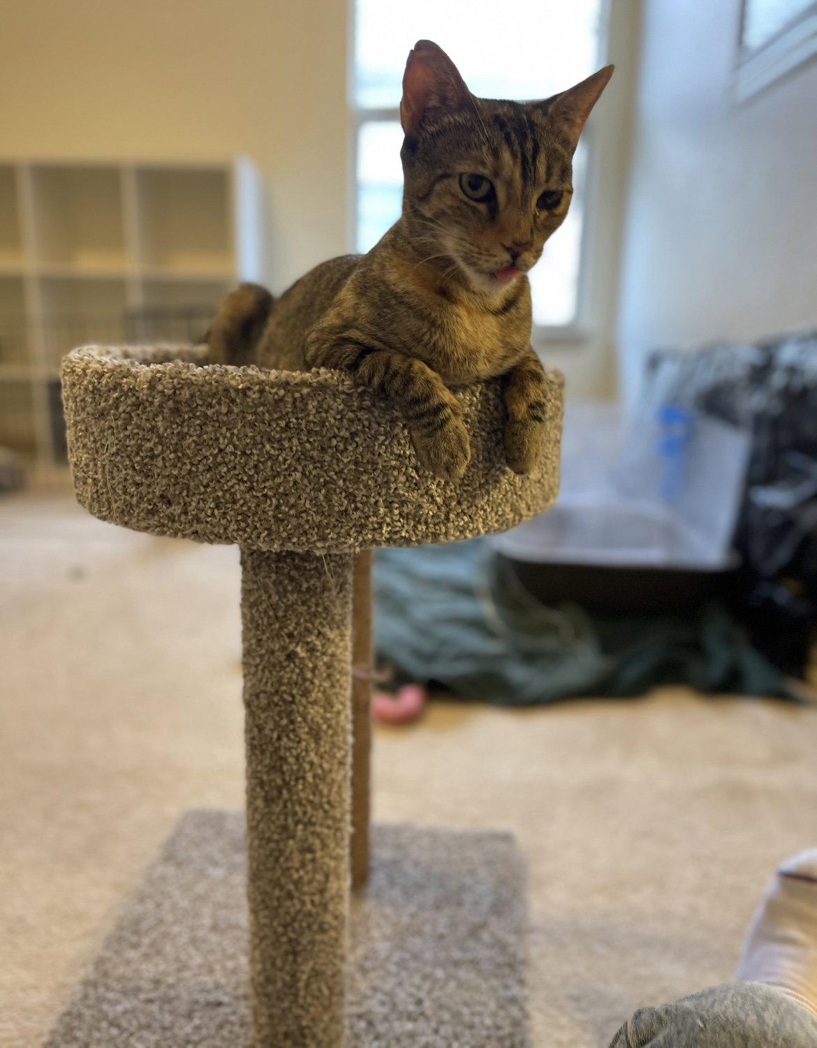 Enlarge Athena, a Adoptable Domestic Short Hair in Frisco, TX image 3/3