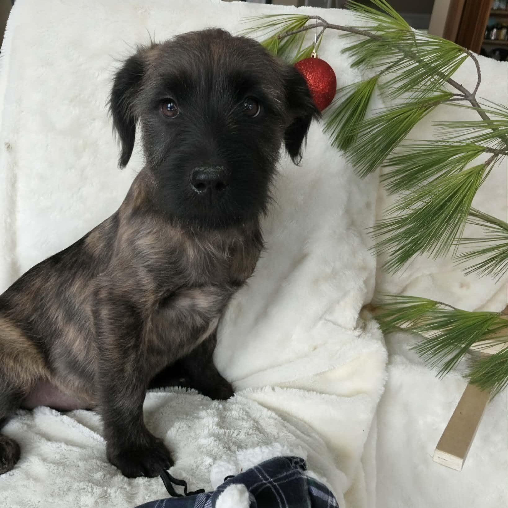 Snoopy, Adoptable, Puppy Male Terrier.