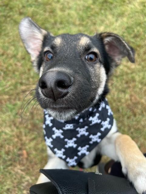 Gator - I25056, a Adoptable mixed breed in Anoka, MN image 1/6