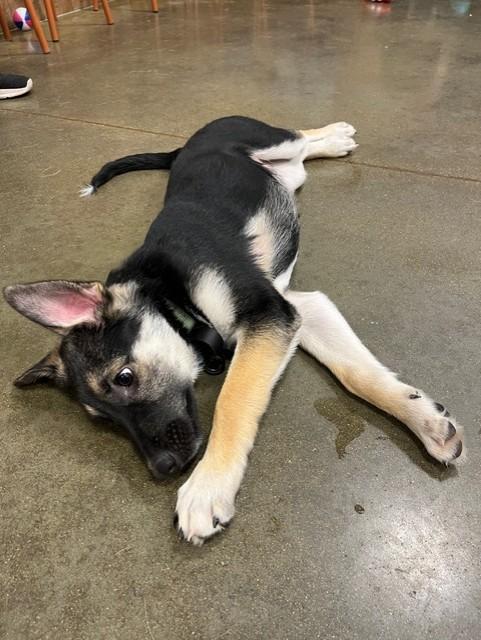 Gator - I25056, a Adoptable mixed breed in Anoka, MN image 2/6