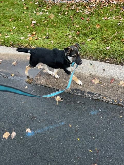 Gator - I25056, a Adoptable mixed breed in Anoka, MN image 3/6