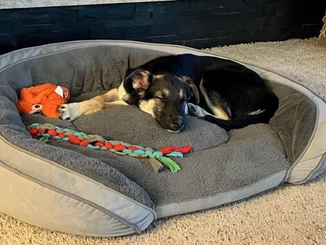 Gator - I25056, a Adoptable mixed breed in Anoka, MN image 4/6