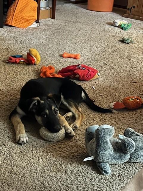 Gator - I25056, a Adoptable mixed breed in Anoka, MN image 5/6