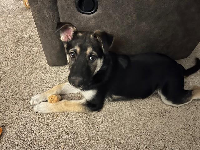 Gator - I25056, a Adoptable mixed breed in Anoka, MN image 6/6