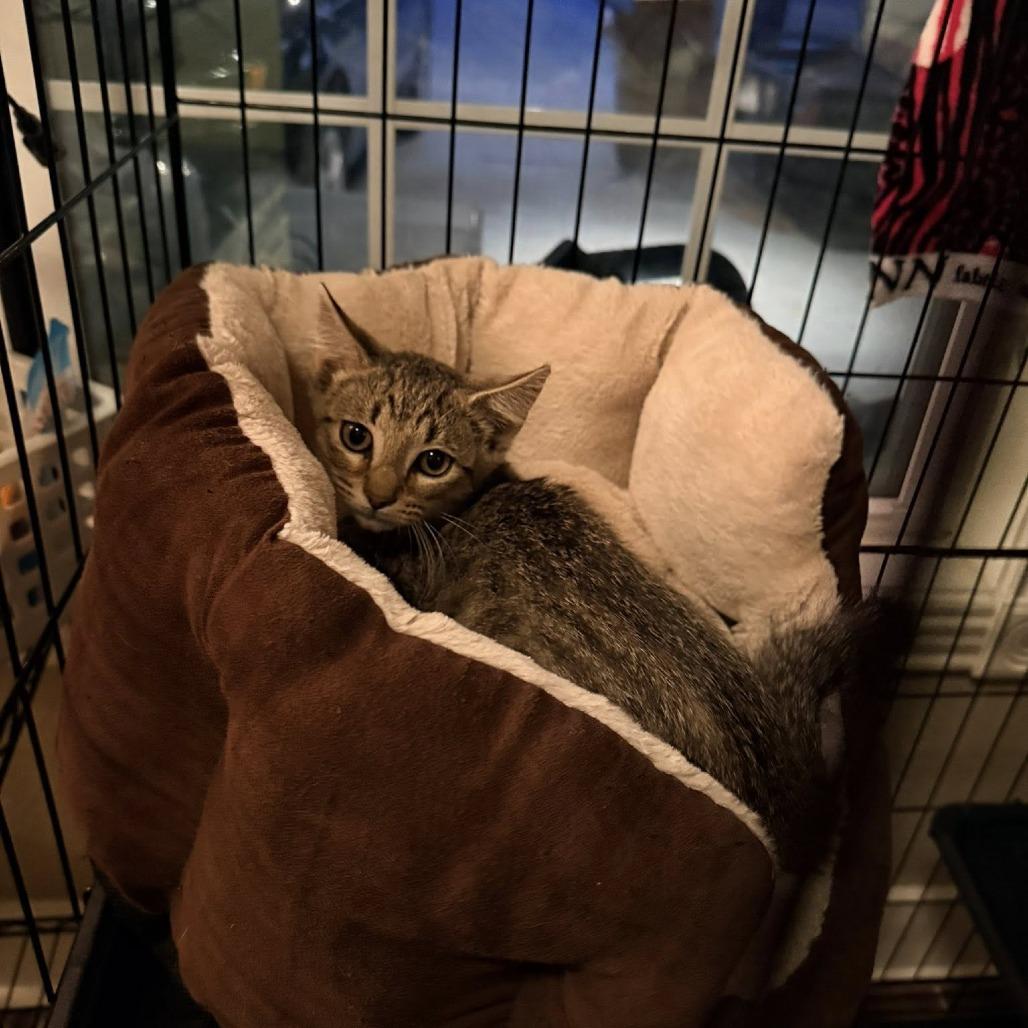 Sailer, Adoptable, Kitten Male Domestic Short Hair.