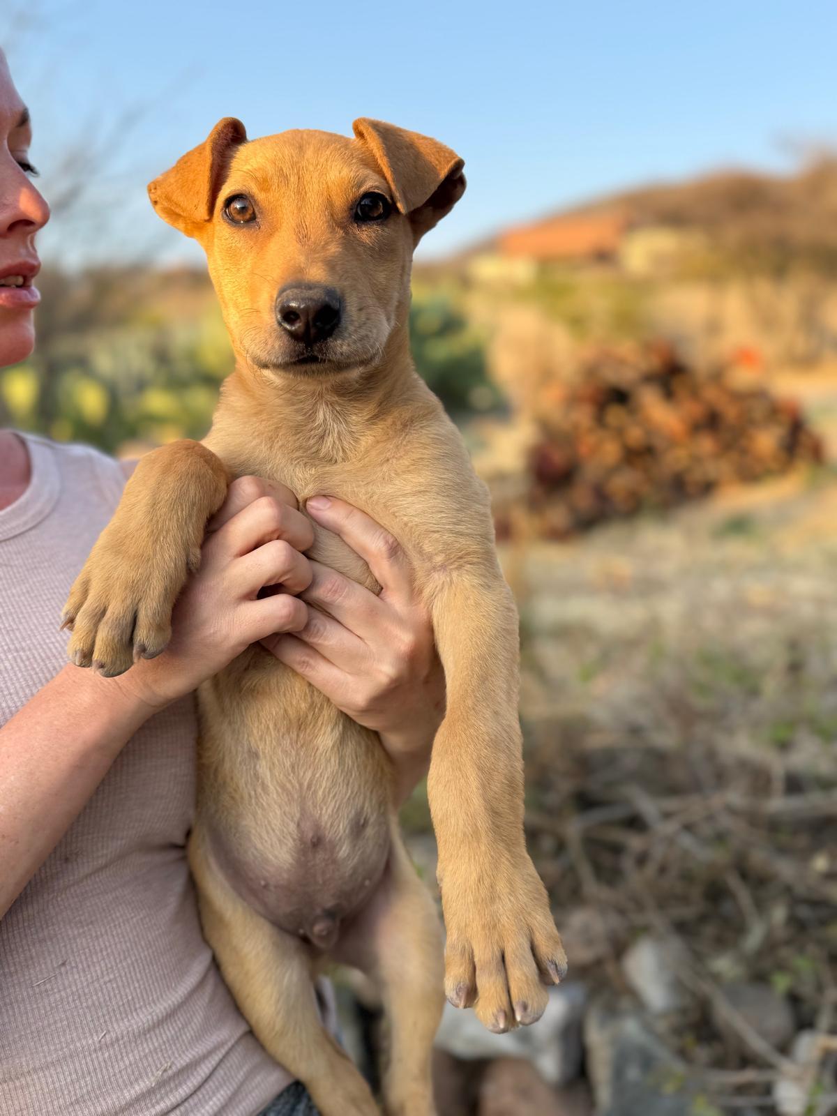 Enlarge Rocky, an adopted mixed breed in Austin, TX image 2/5