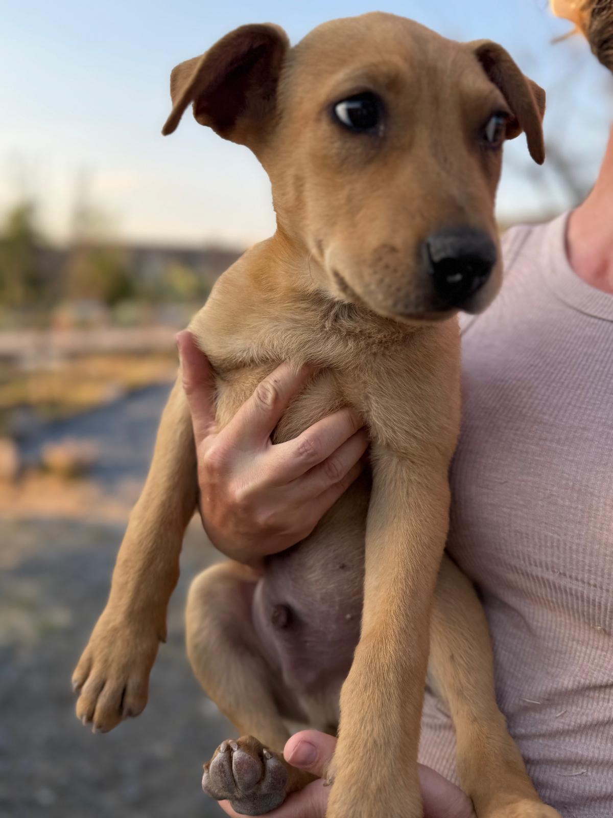 Enlarge Rocky, an adopted mixed breed in Austin, TX image 3/5