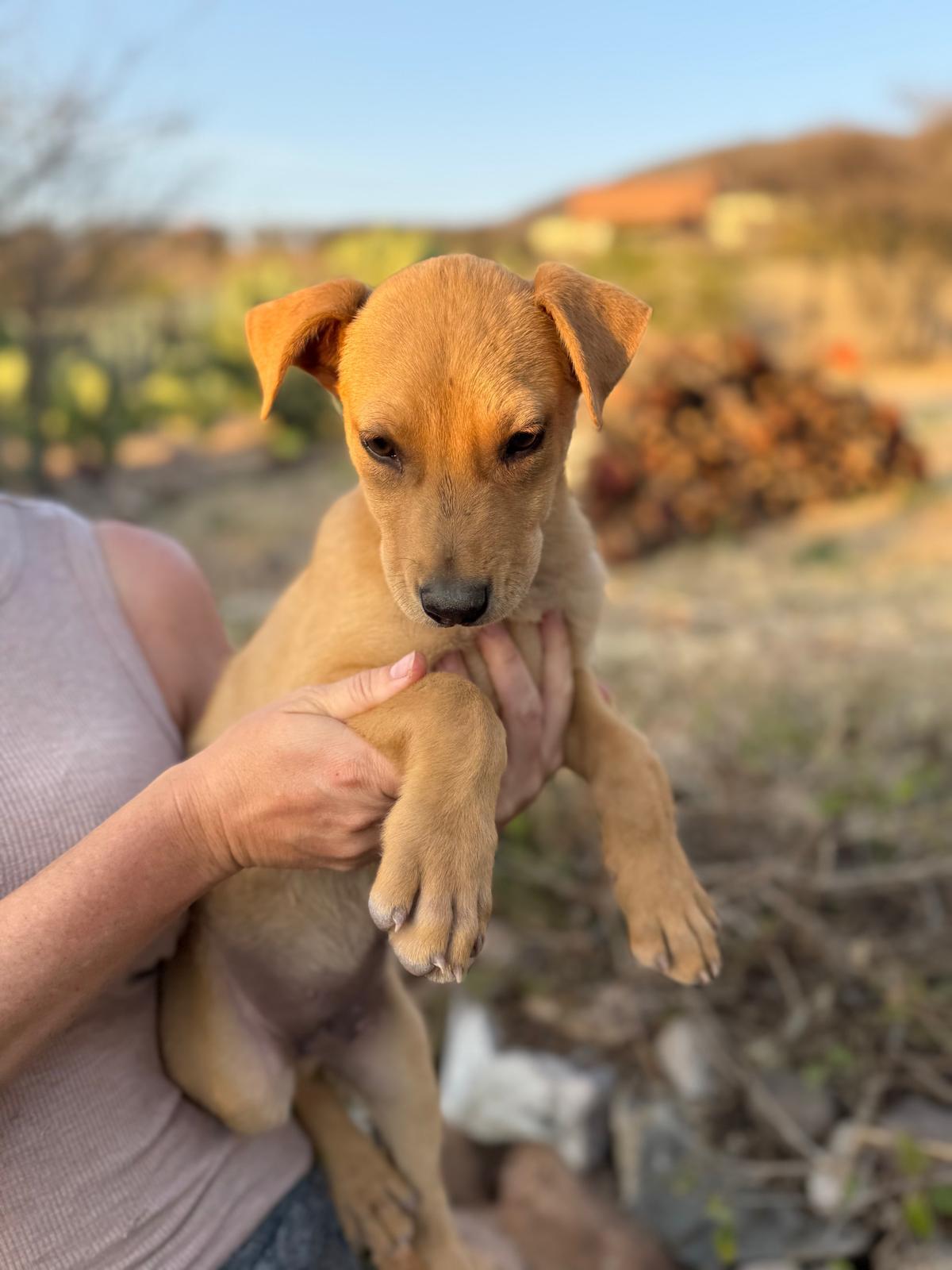 Enlarge Rocky, an adopted mixed breed in Austin, TX image 4/5