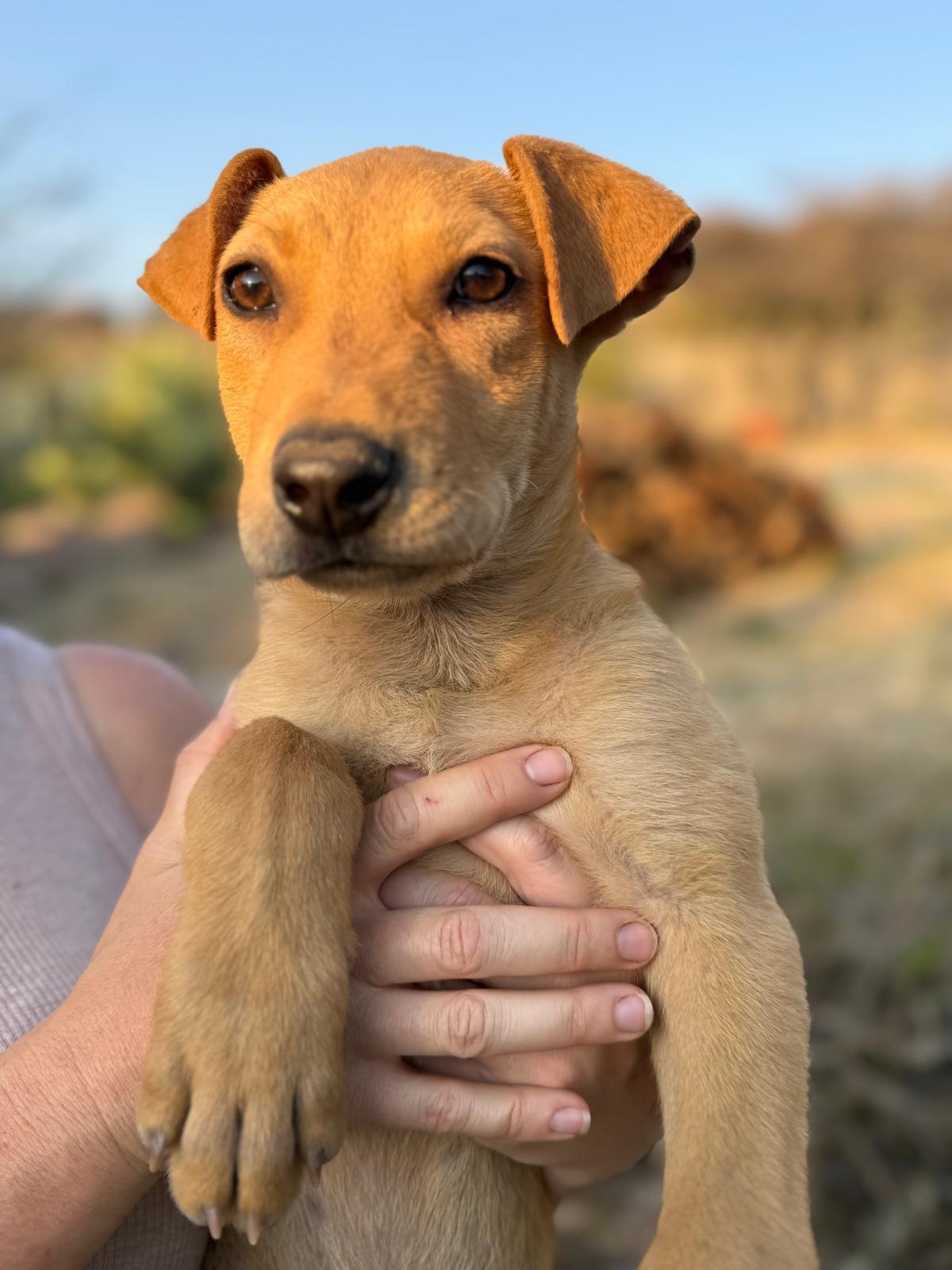 Enlarge Rocky, an adopted mixed breed in Austin, TX image 1/5