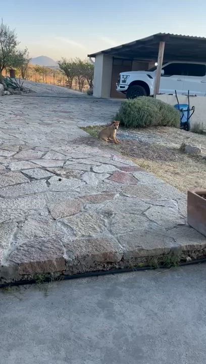 Enlarge Rocky, an adopted mixed breed in Austin, TX video 5/5