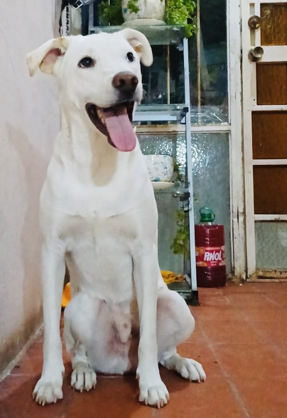 Dog for adoption Fenix, a Labrador Retriever Mix in Brooklyn, CT