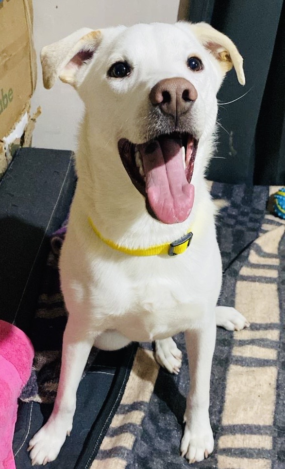 Dog for adoption Fenix, a Labrador Retriever Mix in Brooklyn, CT