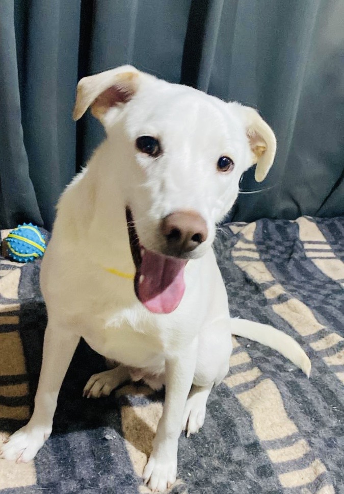 Dog for adoption Fenix, a Labrador Retriever Mix in Brooklyn, CT