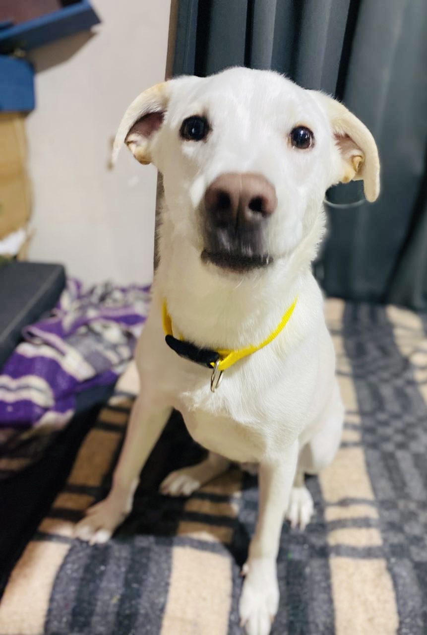 Dog for adoption Fenix, a Labrador Retriever Mix in Brooklyn, CT