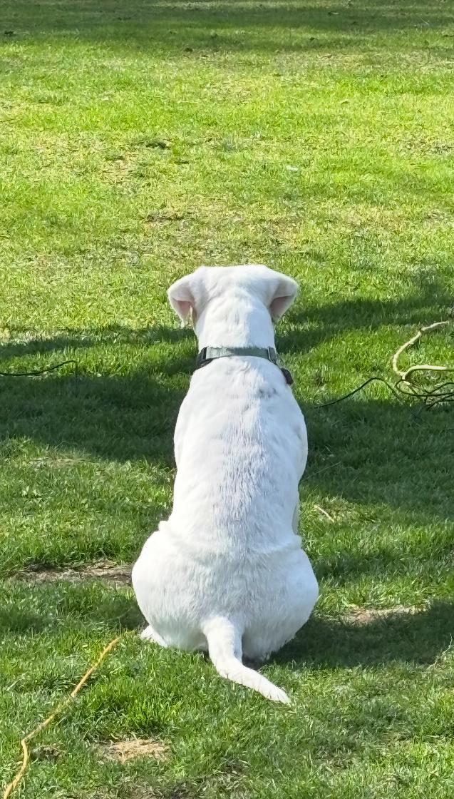 Emmit, a Adoptable mixed breed in Wadsworth, OH image 2/5