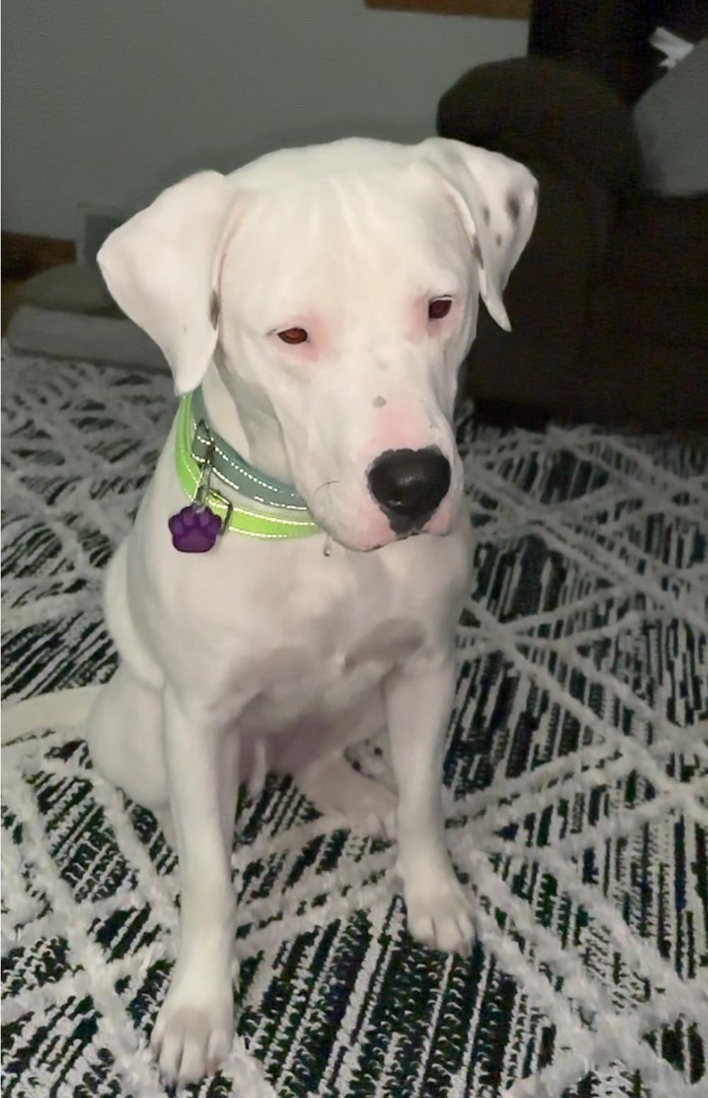 Emmit, a Adoptable mixed breed in Wadsworth, OH image 1/5