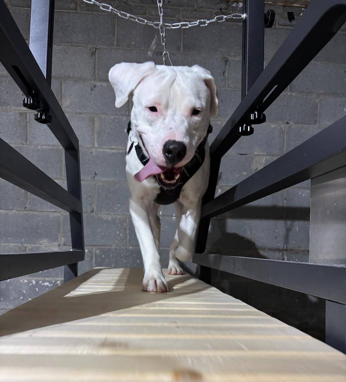 Emmit, a Adoptable mixed breed in Wadsworth, OH image 3/5